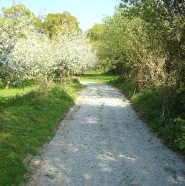 pommiers en fleurs.