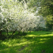 floraison des pommiers.