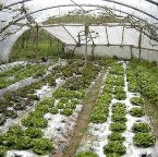 salades