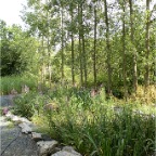 Waste water treatement reedbed