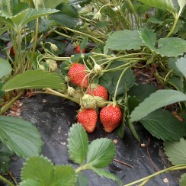 Fraises Garriguette