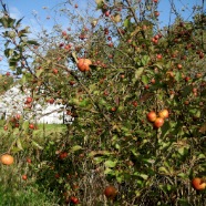 Pommes Jonagold