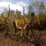 Brocéliande - Arbre d'or