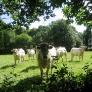 les vaches sont curieuses